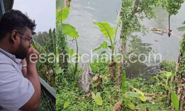 Dandeli Crocodile/ ದಾಂಡೇಲಿಯಲ್ಲಿ ವಿಸ್ಮಯ. ವ್ಯಕ್ತಿಯ ಧ್ವನಿಗೆ ಓಡಿಬಂದ ಮೊಸಳೆ.