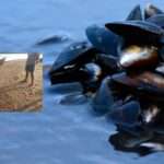 Fisherman/  ನೀಲಿಕಲ್ಲು ತೆಗೆಯಲು ಹೋಗಿ ಸಮುದ್ರಪಾಲಾದ ಮೀನುಗಾರ.